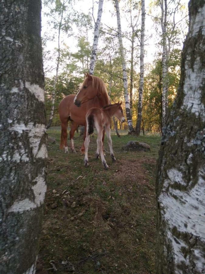 Apartmán Novohradské hory - pronájem na samotě u lesa Benesov nad Cernou Exteriér fotografie